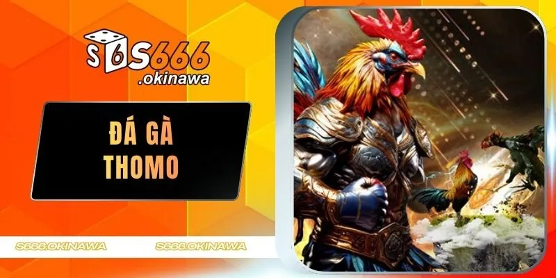 Đá gà Thomo