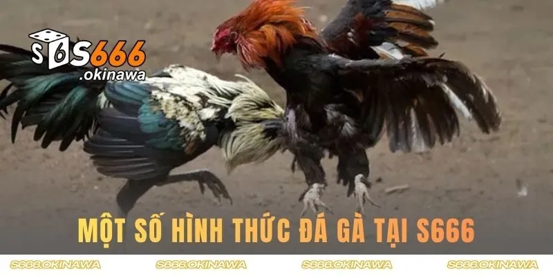 Một số hình thức đá gà hot nhất tại hệ thống S666