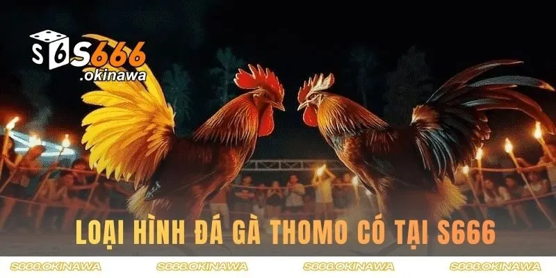 Một vài loại hình đá gà Thomo có tại trang chủ S666