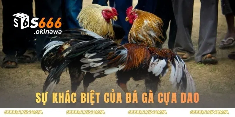 Sự khác biệt giữa đá gà cựa dao và truyền thống